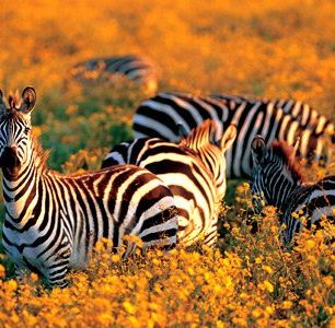 Kitulo National Park